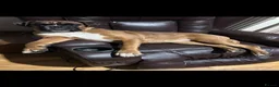 Boxer dogs for sale: Gorgeous Boxer puppies  in Kidwelly - Advert 1