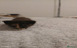 Mixed Breed cats for sale: Tabby kittens - Image 14