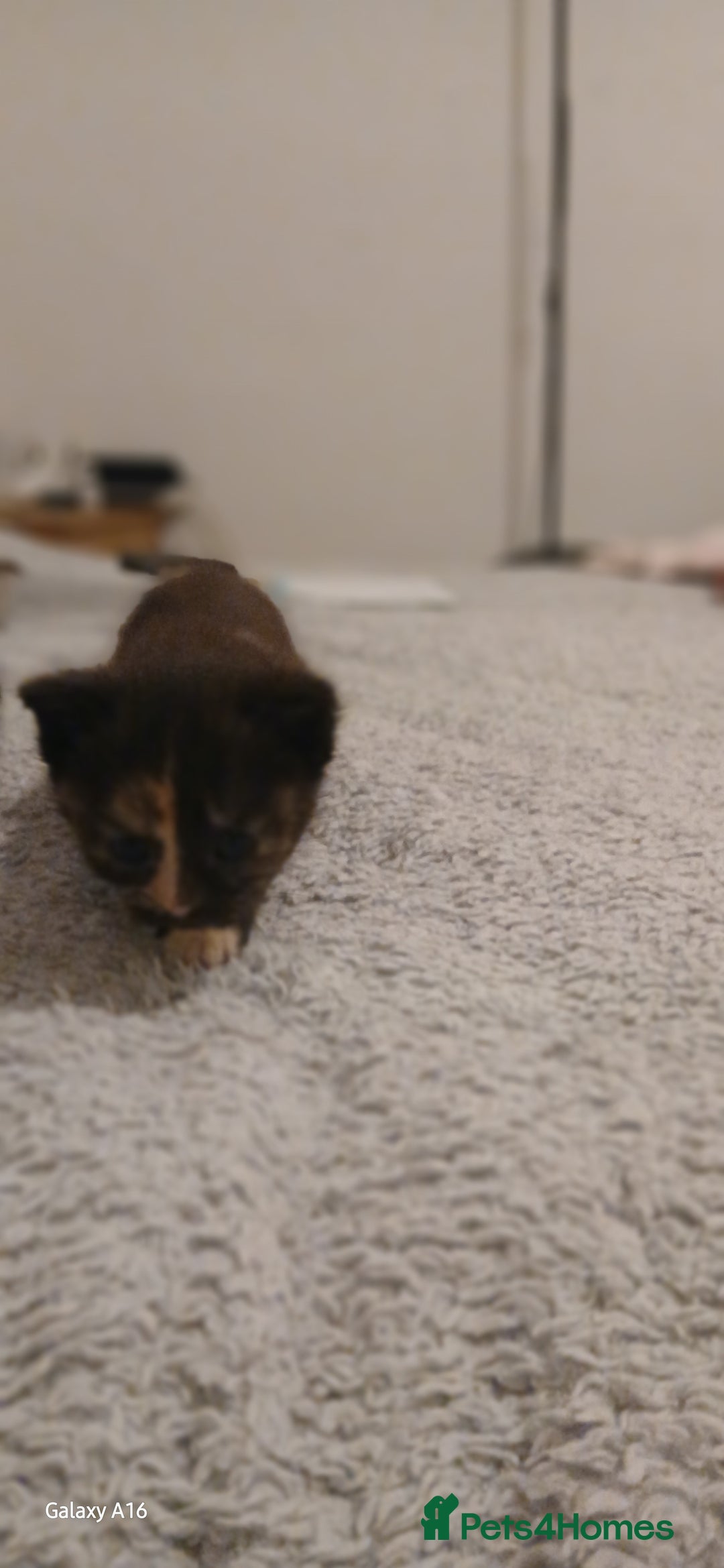 Mixed Breed cats for sale: Tabby kittens - Image 14