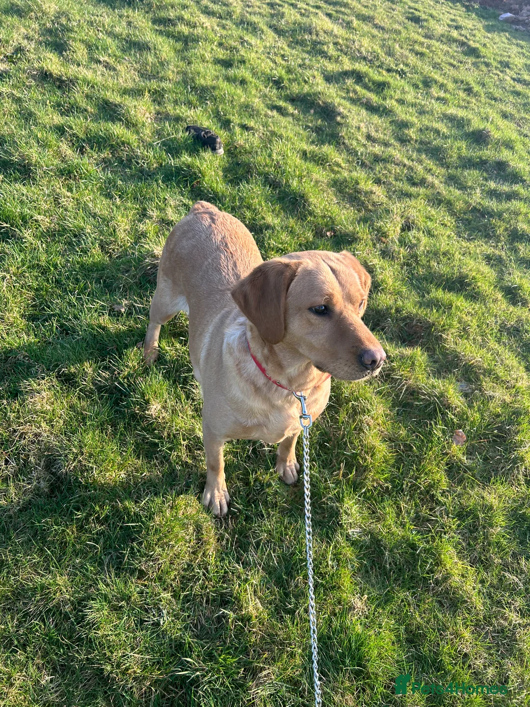 Labrador Retriever dogs for sale: Beautiful Labrador Retriever Simba  - Advert 7