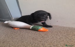 Miniature Dachshund dogs for sale: Miniture dashounds wire hair  - Image 20