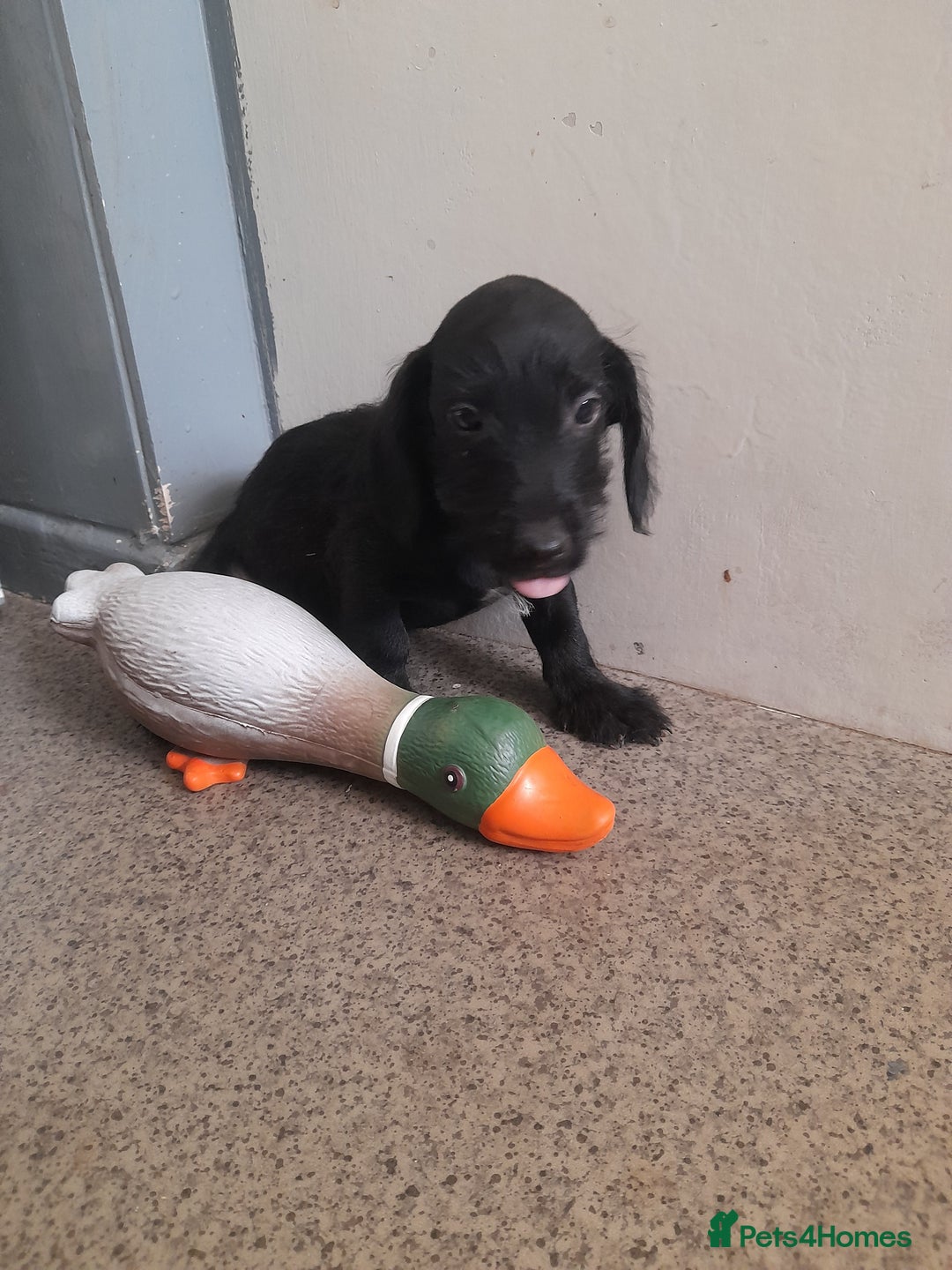 Miniature Dachshund dogs for sale: Miniture dashounds wire hair  - Image 20