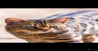 Bengal cats - Advert 9