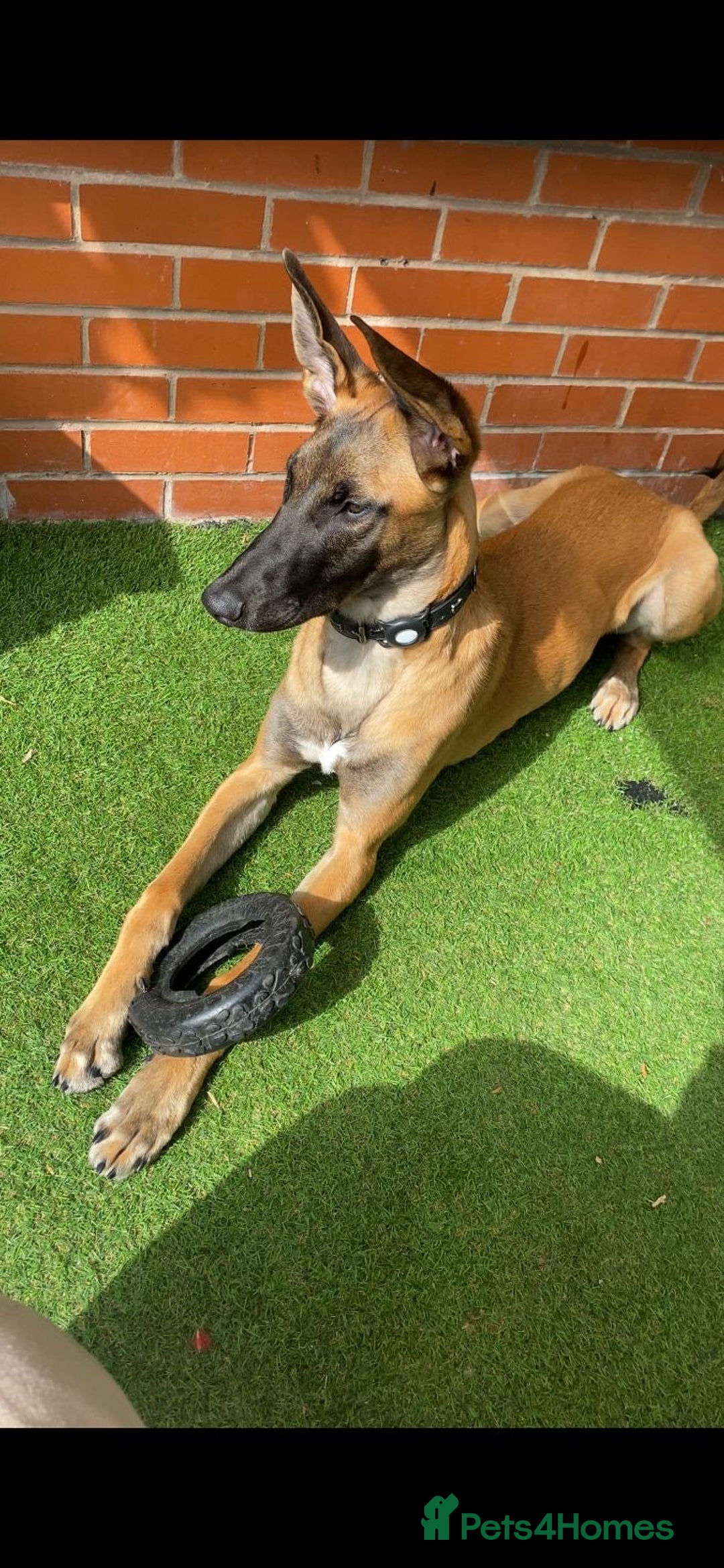 Mixed Breed dogs for sale: Zu - Belgian shepherd x Greyhound  - Advert 3