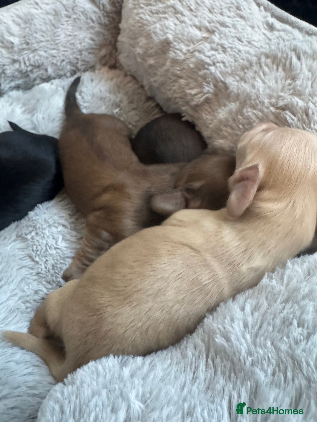 Miniature Dachshund dogs for sale: BEAUTIFUL KC LONG HAIR PUPPYS AVAILABLE TO RESERVE - Advert 10