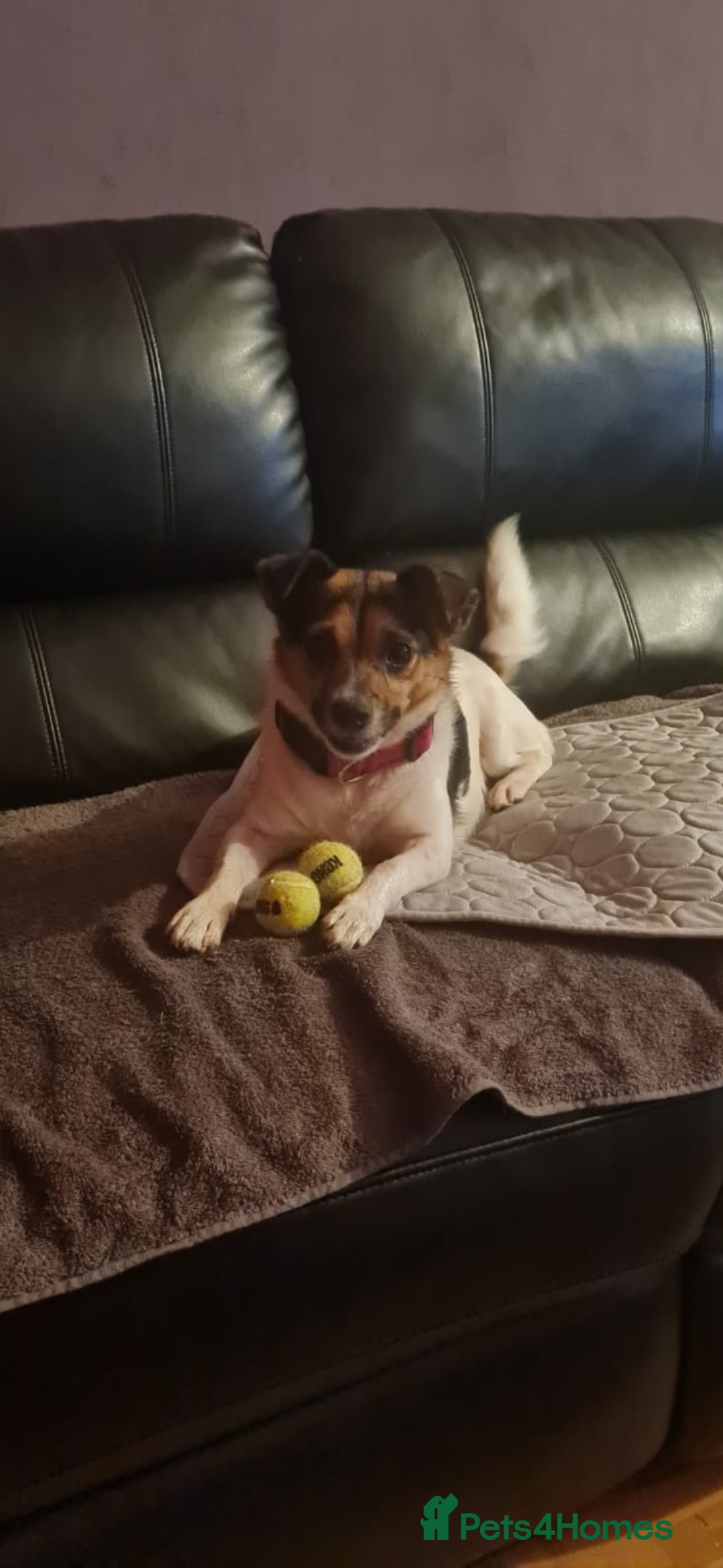 Jack Russell dogs for sale: 2 year old Jack russell  - Advert 1