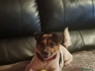 Jack Russell dogs 2 year old Jack russell - Advert 1