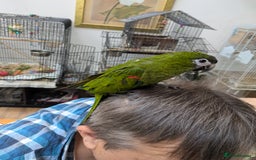 Macaws birds for sale: Ara Hahna red shouldered macaw tamed babies - Image 2