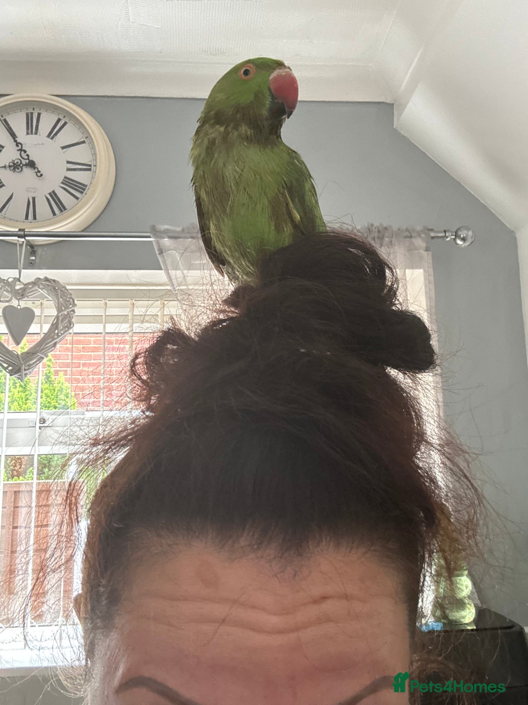 Ringnecks birds for sale: Indian ring neck  - Advert 10