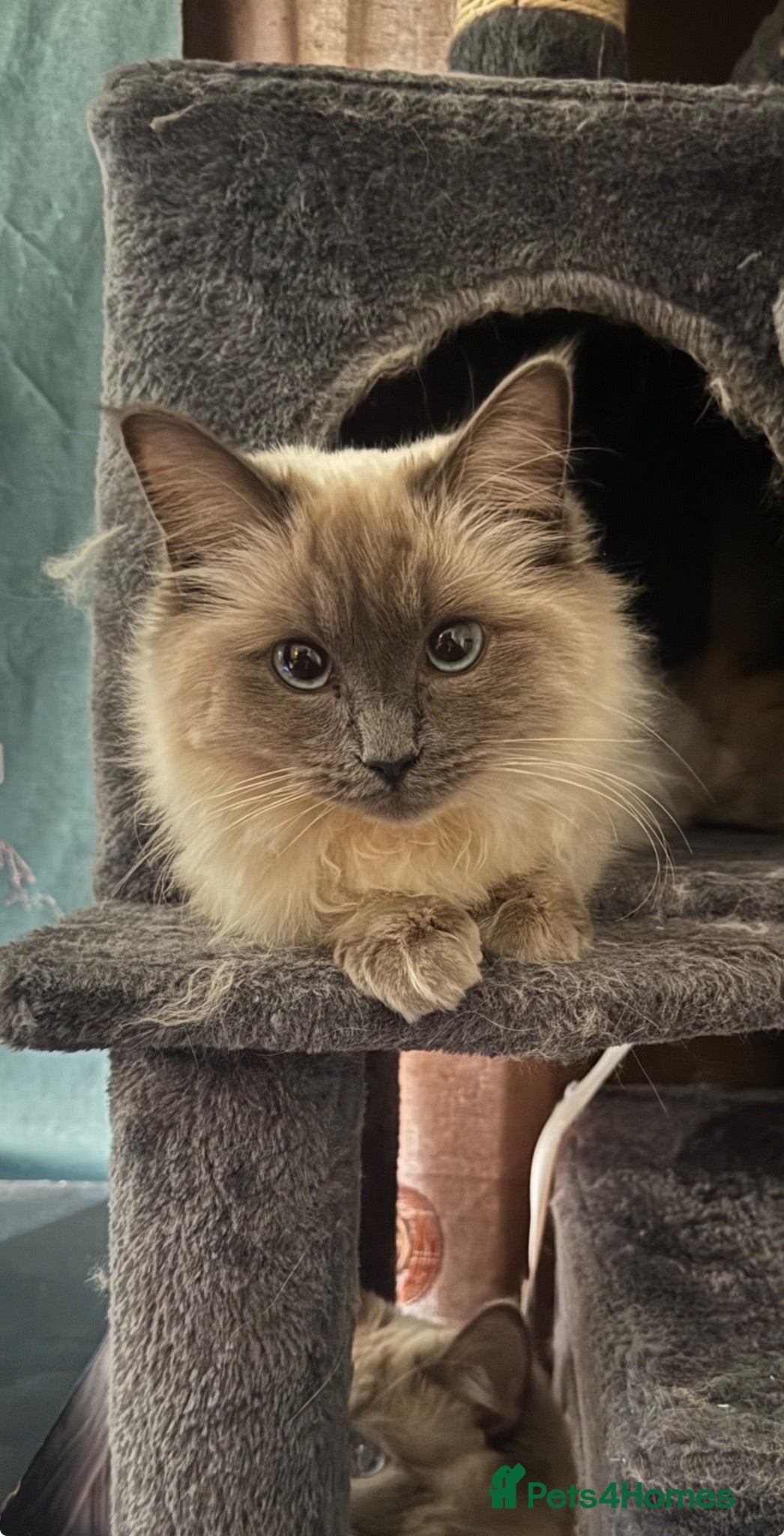 Ragdoll cats Purebred Ragdoll Kittens - Vaccinated & Trained  - Advert 1