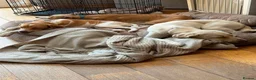 Mixed Breed dogs for adoption: Gretchen is ready to steal your heart in Newton Abbot - Advert 2