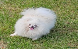 Pomeranian dogs for adoption: Snowflake’s Story: From Darkness to Hope - Image 3