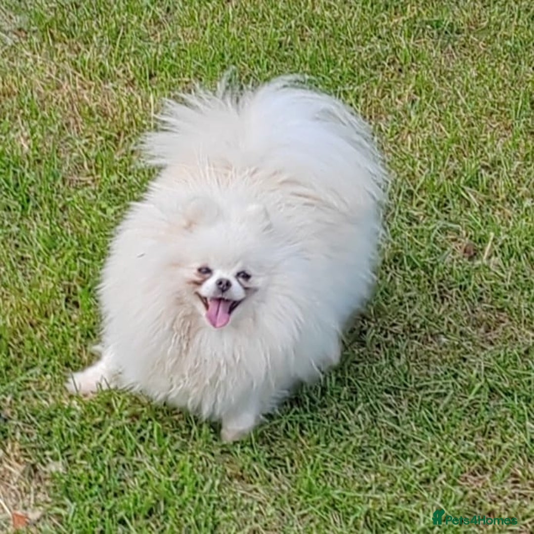 Pomeranian dogs for adoption: Snowflake’s Story: From Darkness to Hope - Image 3