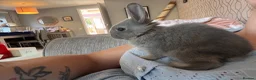 Mixed Breed rabbits for sale: Baby Rex French lop grey rabbits in Taunton - Advert 6