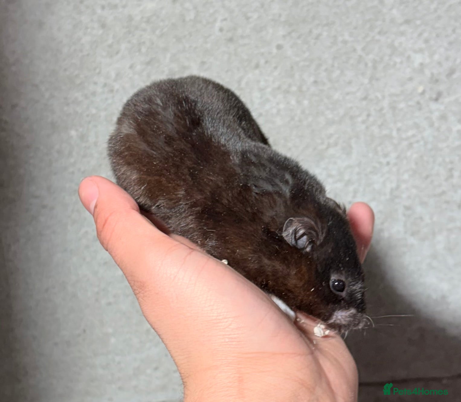 Hamster rodents OLDER STUNNING TAME PEDIGREE HAMSTERS - Advert 15