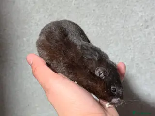 Hamster rodents OLDER STUNNING TAME PEDIGREE HAMSTERS - Advert 1