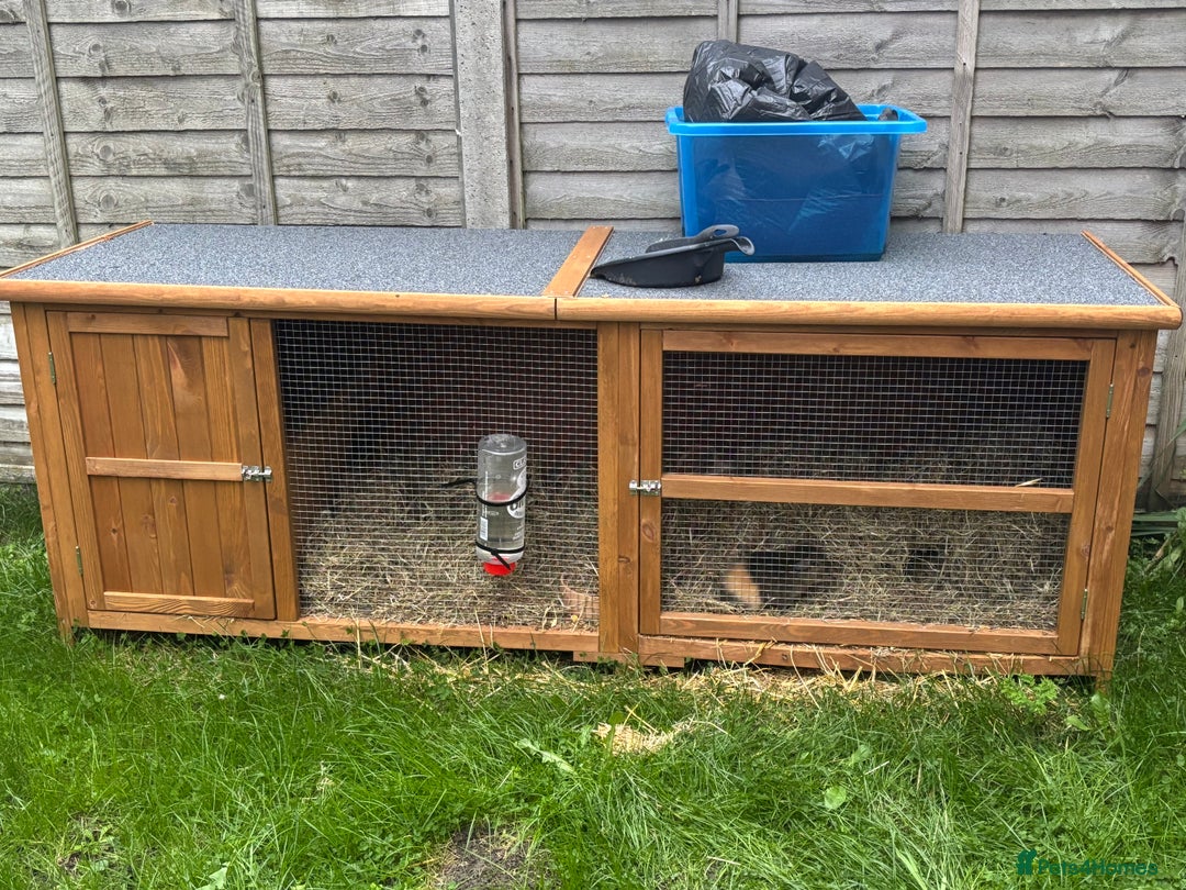 Guinea Pig rodents for sale: Two Female Guinea Pig - Image 4