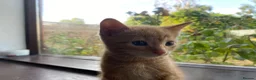 Mixed Breed cats for sale: 🐾 Adorable ginger kittens for sale, Chester 🐾  - Advert 23