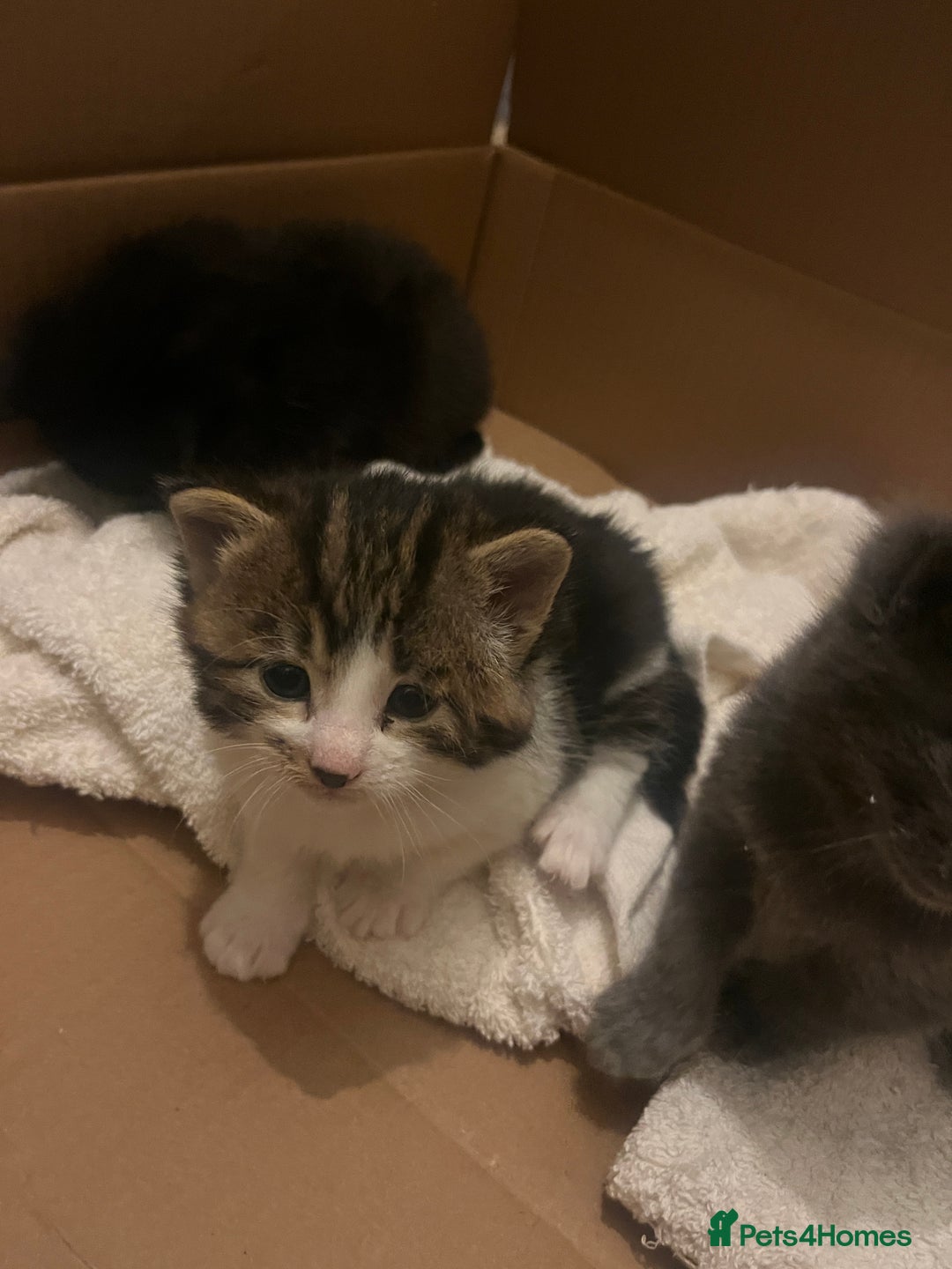 British Shorthair cats for sale: British shorthair x kittens for sale - Advert 9