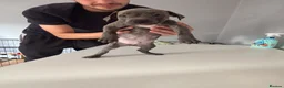 Staffordshire Bull Terrier dogs for sale: Staffordshire bull terriers  - Advert 4