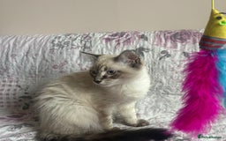Siamese cats for sale: Siamese cross ragdoll adorable and cutest kittens  - Image 8