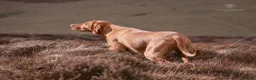 Hungarian Vizsla dogs for sale: High Quality Hungarian Vizsla Puppies - 2 boys - Advert 22