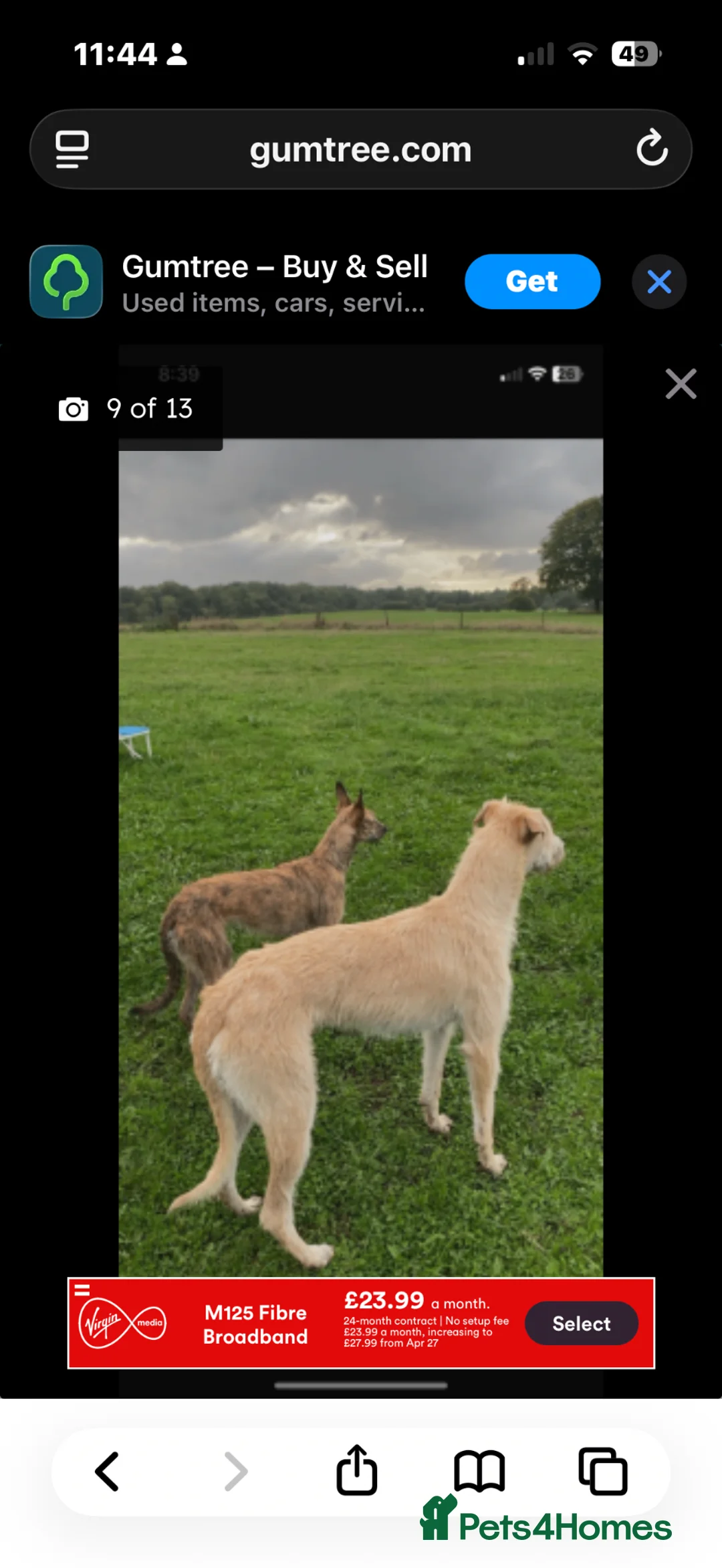 Mixed Breed dogs for sale: Girl pup deer hound cross Bedlington lurcher  - Advert 7