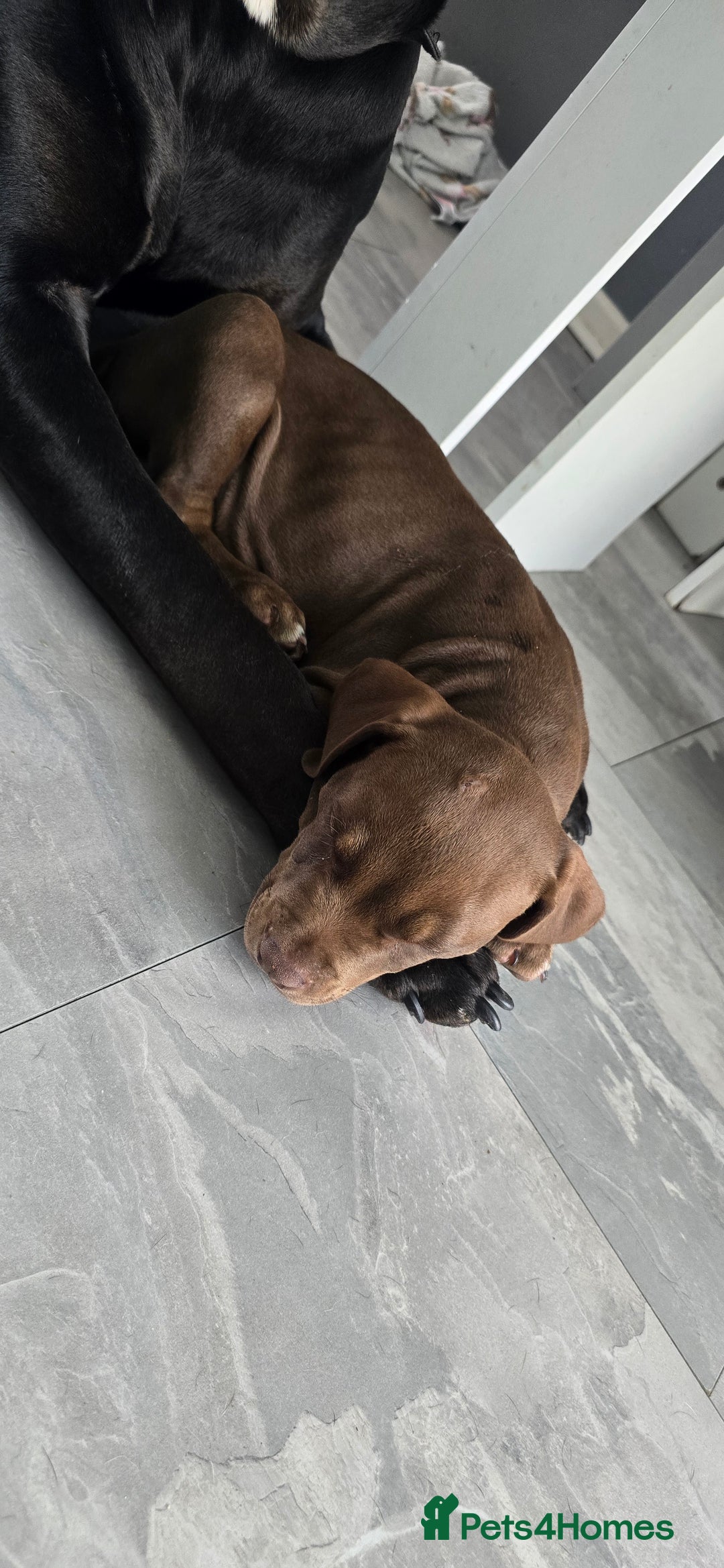 Mixed Breed dogs for sale: Dobermam x Bully Male Pup - Image 4