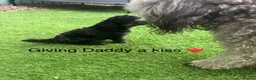 Toy Poodle dogs for sale: KC Healthtested Toy Poodle puppies phantom silver  - Advert 11