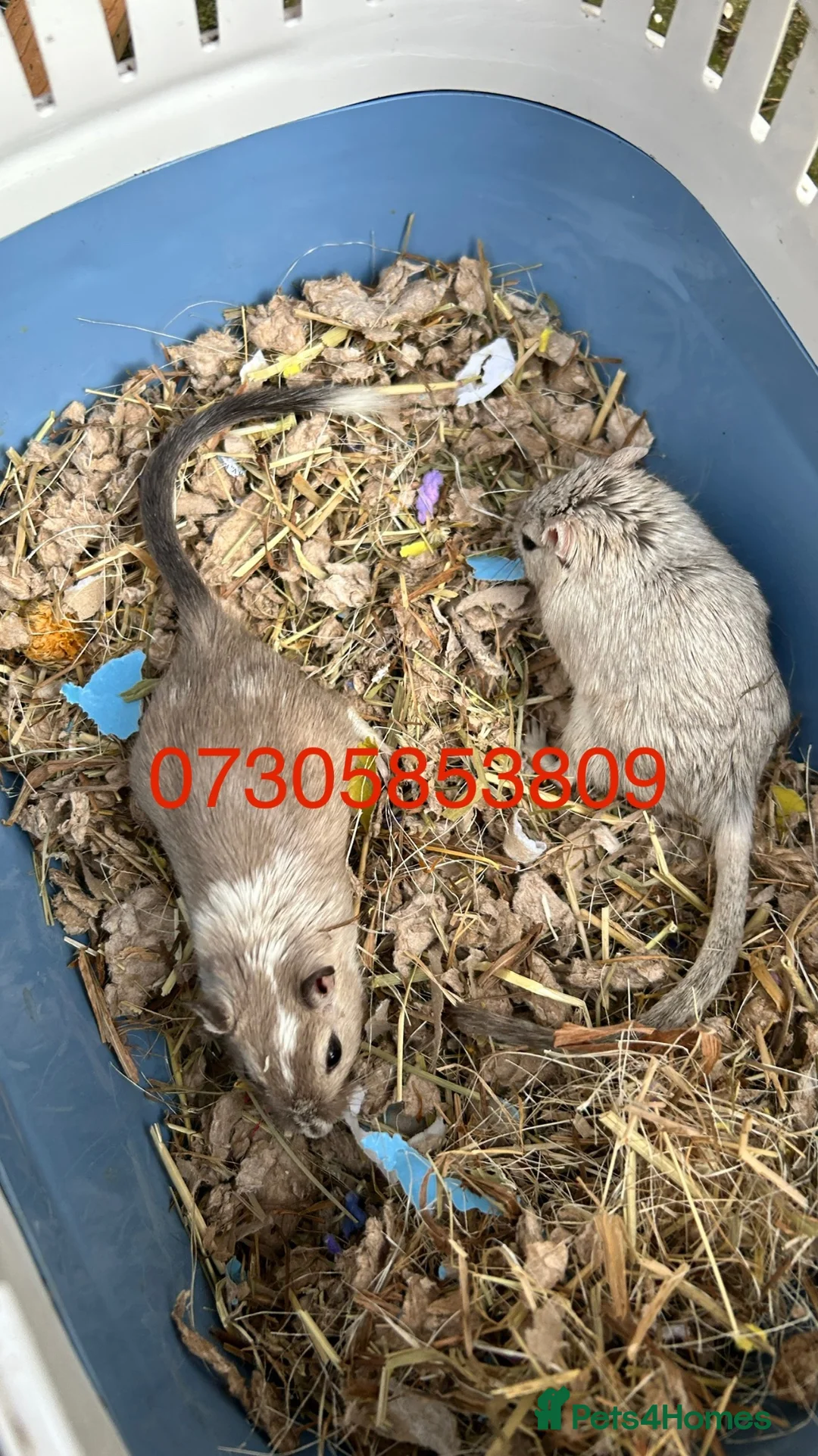 Gerbil rodents for sale: 2 fully tame very cuddly female gerbils with cage - Advert 1