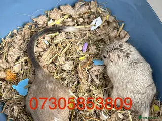 Gerbil rodents 2 fully tame very cuddly female gerbils with cage - Advert 8
