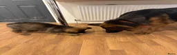 German Shepherd dogs for sale: Female long hair Germany shepherd pup - Advert 11