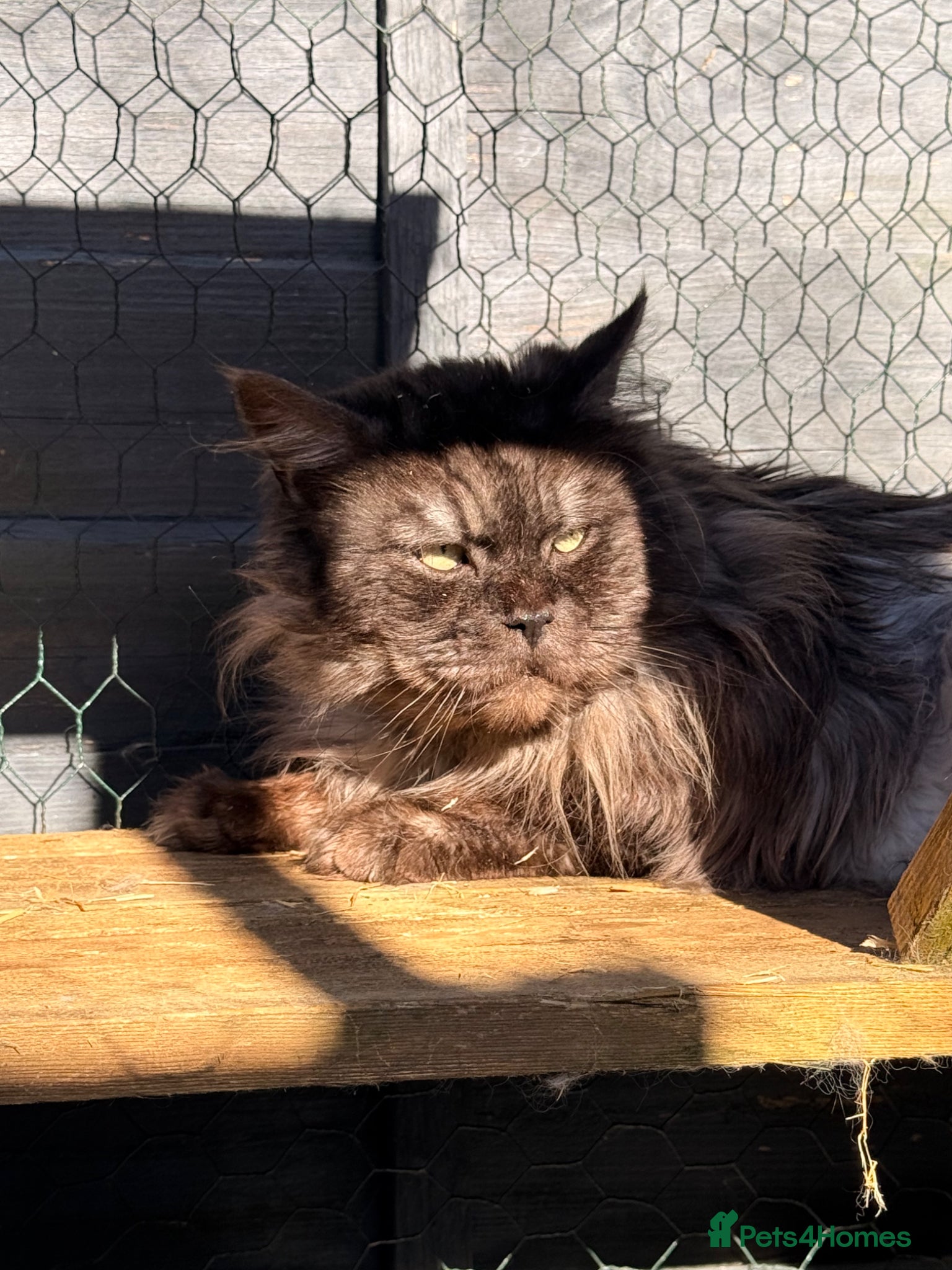 Maine Coon cats Massive TICA/GCCF black smoke Mainecoon for stud - Advert 6