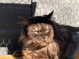 Maine Coon cats Massive TICA/GCCF black smoke Mainecoon for stud - Advert 6