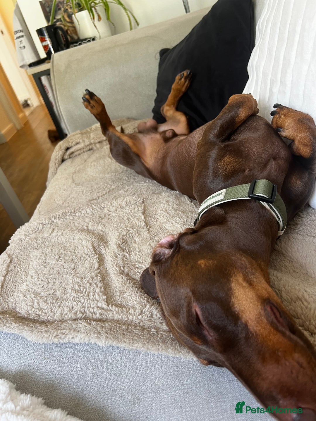 Dachshund dogs for stud: Stud - LONG HAIRED BLONDE ONLY - Image 3