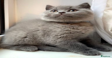 British Shorthair cats - Advert 16