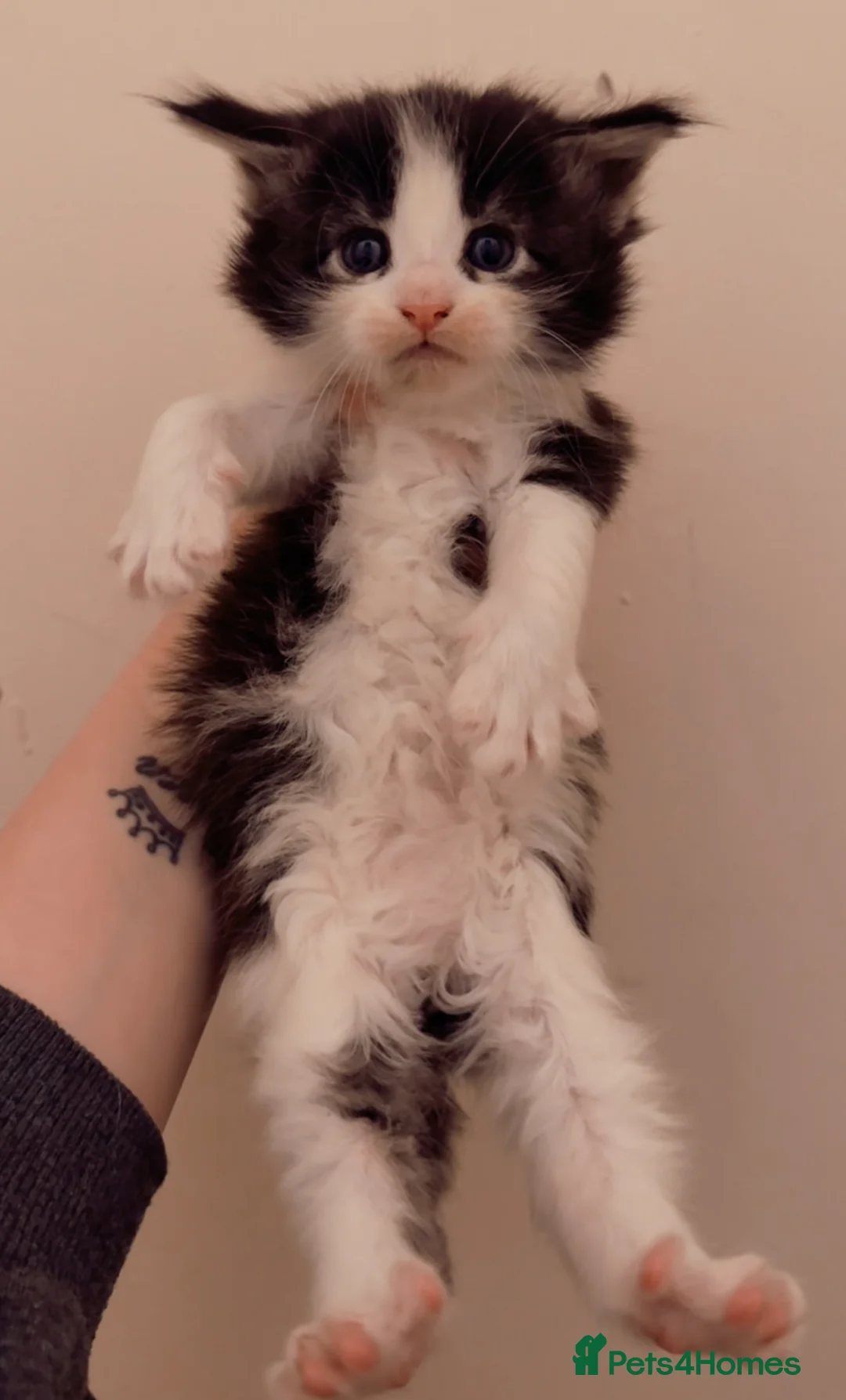 Maine Coon cats for sale: 1 Female Kitten Left 🖤 - Advert 17