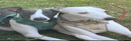 Whippet dogs for sale: Whippet boy  - Advert 5