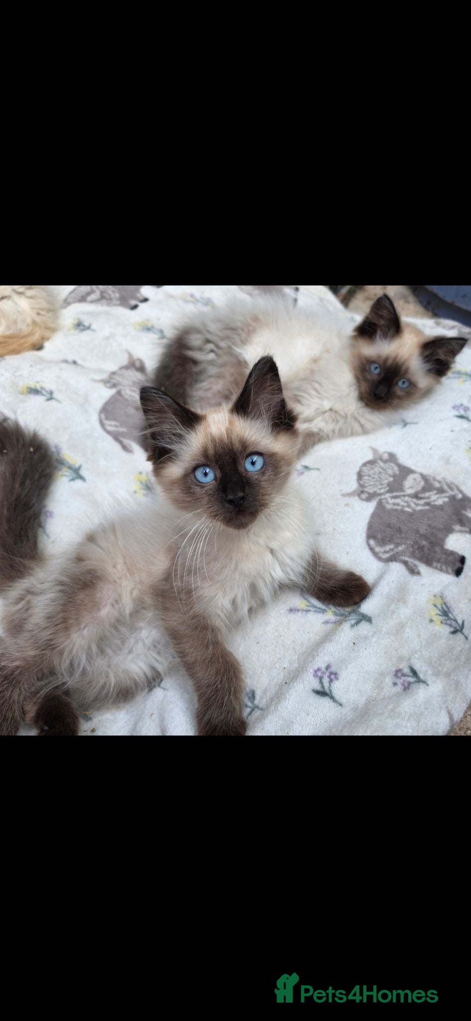 Ragdoll cats Ragdoll kittens  - Advert 1
