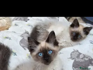 Ragdoll cats Ragdoll kittens - Advert 1