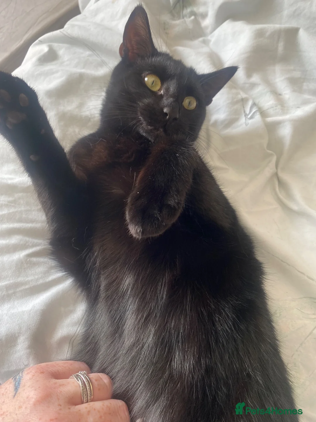 Mixed Breed cats for sale: Looking for a new home - Advert 1