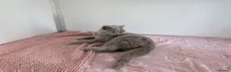 British Shorthair cats for stud: Champion 🏆 BSH stud  - Advert 2