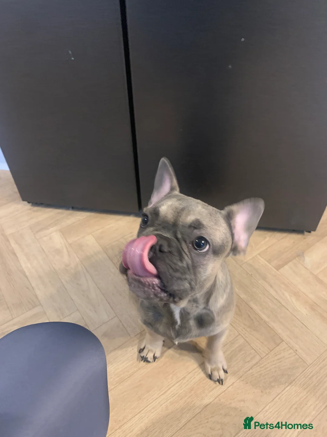 French Bulldog dogs for sale: Frenchie puppy male - Advert 8