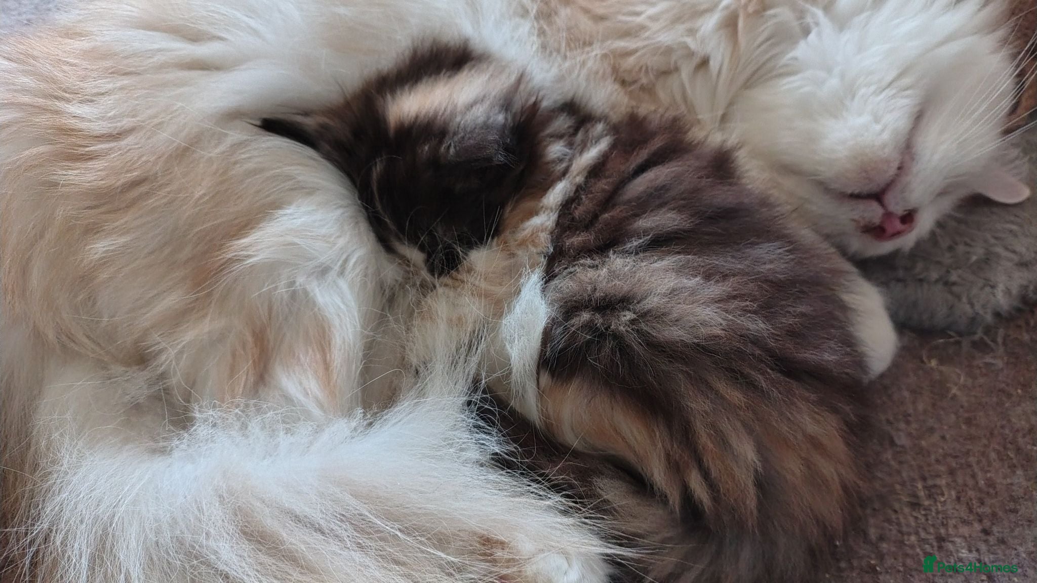 Norwegian Forest Cat cats Beautiful pedigree Norwegian Forest kittens  - Advert 15