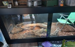 Iguana reptiles for sale: Cyclura Cornuta (Rhino Iguana)  - Image 4