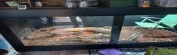 Iguana reptiles for sale: Cyclura Cornuta (Rhino Iguana)  - Advert 4