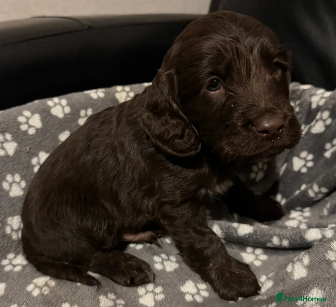 Mixed Breed dogs for sale: Gorgeous litter of 6 puppies  - Advert 6