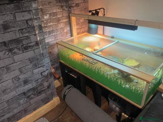 Tortoise reptiles Horsefield tortoise’s - Advert 4