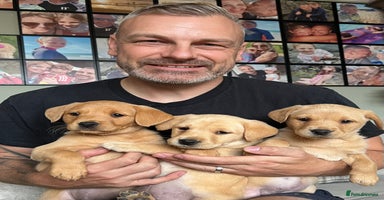 Labrador Retriever dogs - Advert 8