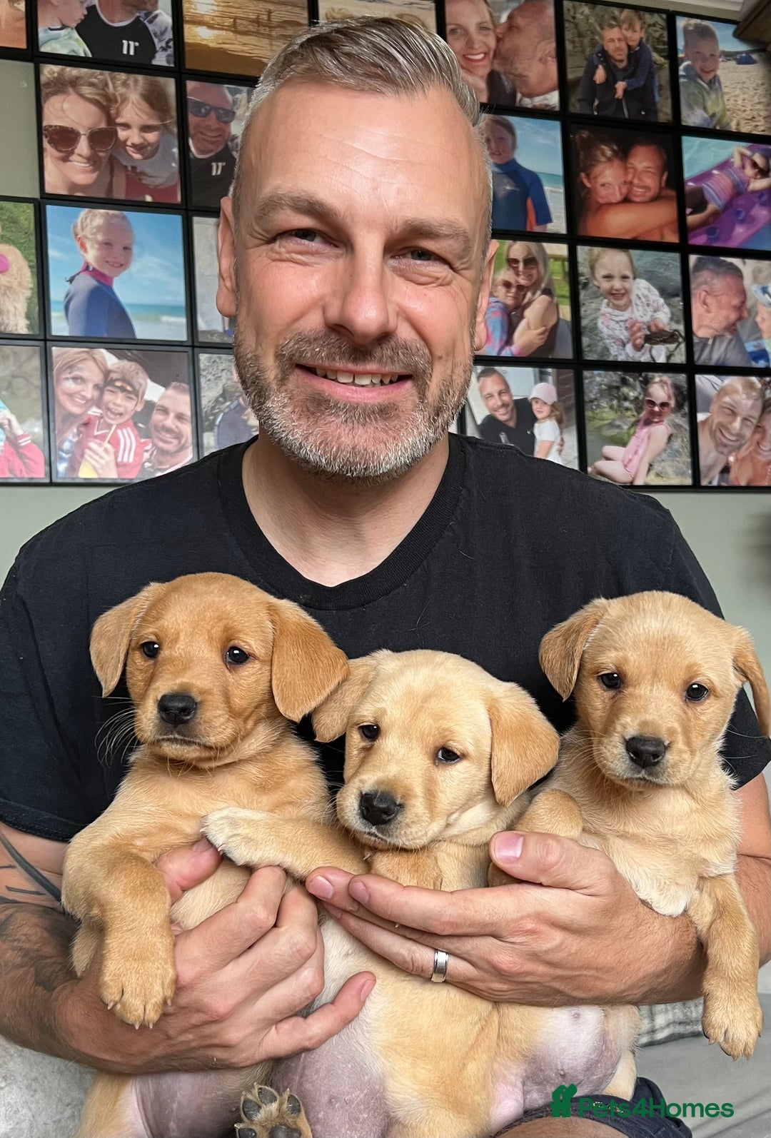 Labrador Retriever dogs for sale: Beautiful healthy puppies ready THIS WEEKEND - Image 1